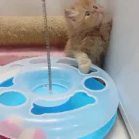 پرشین گارفیلدی|گربه|مشهد, پروین اعتصامی|دیوار