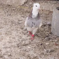 طوقی نر|پرنده|اهواز, اسماعیلیه|دیوار