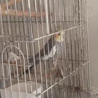 عروس هلندی سینامون|پرنده|یاسوج, |دیوار