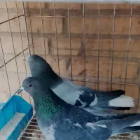 فروش کبوتر نر وماده