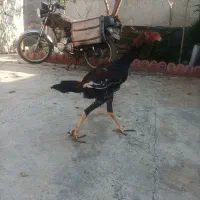 خروس اوشامودلند|حیوانات مزرعه|دلند, |دیوار