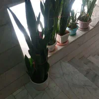 گل با گلدان|گل و گیاه طبیعی|قزوین, |دیوار