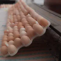 تخم مرغ نطفه دار 100درصدی