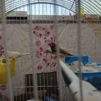 فنج جفت،فنج.اورنج،گلدین