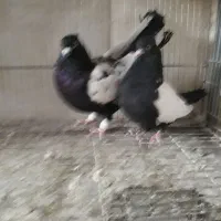 نرماده‌جفتگاه‌اس|پرنده|مشهد, رضاییه|دیوار