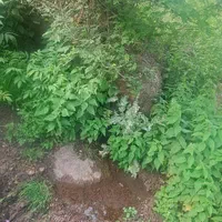 زمین متراژ بالا با ویو عالی در گیلان|فروش زمین و ملک کلنگی|رشت, بازار|دیوار