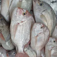 فروش ماهی و میگو تازه جنوب|خوردنی و آشامیدنی|بوشهر, |دیوار