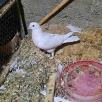 نروماده فروشی قیمتها فرق دارن|پرنده|اردکان, |دیوار