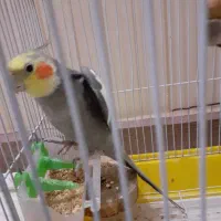 عروس هلندی|پرنده|آستارا, |دیوار