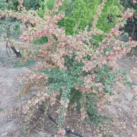 فروش-باغ-انواع-میوه