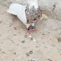 کفتر طوقی خوشکل
