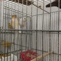 قناری نر و ماده|پرنده|قنوات, |دیوار