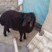 بره نر|حیوانات مزرعه|تربت جام, رضاآباد|دیوار