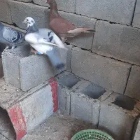 کبوتر|پرنده|برازجان, |دیوار