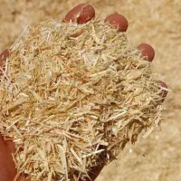 کاه گندم گندمدار و خارشتردار ، خوراک اقتصادی دام