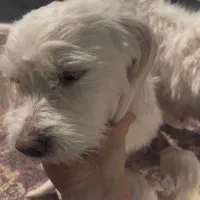 شینزو مالتیز|سگ|نجف‌آباد, یزدانشهر|دیوار