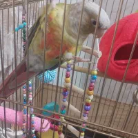 گرینچیک دستی و سخنگوی