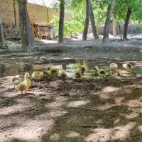 غاز بالق یک ساله چاق برای کشتارونگهداری