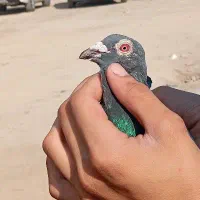 کبوتر زریی پلاکی نر جوستونی|پرنده|اهواز, کمپلو شمالی|دیوار