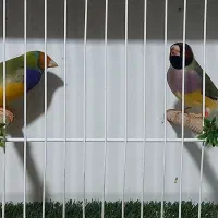 فنچ گلدین مولد جوجه گلدین شارکول ستاره‌ای جغدی|پرنده|شیراز, کاراندیش|دیوار