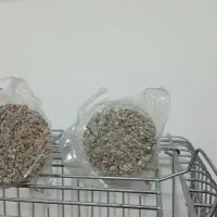 چهار عدد عروس هلندی|پرنده|تهران, شهرک آسمان|دیوار