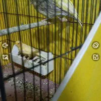 فروش فوری تعدادی قناری|پرنده|پاسارگاد, |دیوار