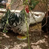تخم مرغ کوشین ژاپنی