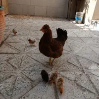 مرغ کُپ بومی همراه با جوجه|پرنده|مبارکه, |دیوار