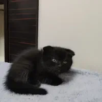 گربه اسکاتیش مو بلند|گربه|تبریز, |دیوار