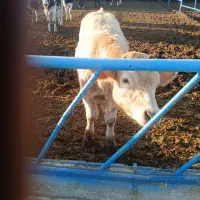 کارگر گاوداری