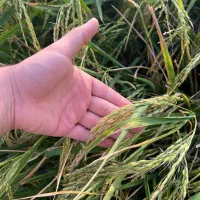 برنج میانه(ممان) با ضمانت و به شرط