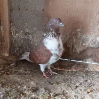 کبوتر|پرنده|شفت, |دیوار