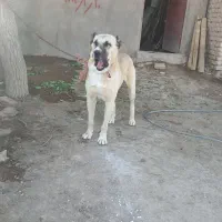 گمشده|حیوانات|اسفرورین, |دیوار