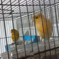 جفت قناری کار داده|پرنده|کرمان, |دیوار