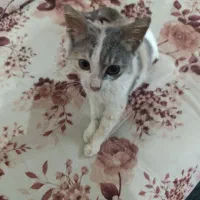 واگذاری گربه|گربه|بندر انزلی, باغ زمانی|دیوار