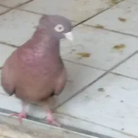 سلام سرخ  ابادانی  یه صرب کشیده بلند. پلاکی