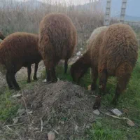 سلام 5 عدد تقلی زیر قوچی جنس کردی