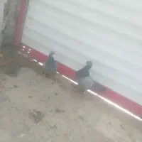 پلاکی نر و ماده