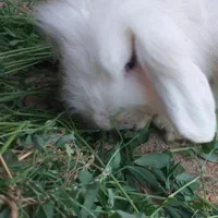 خرگوش لوپ اصل|موش و خرگوش|کاشان, کارگر|دیوار