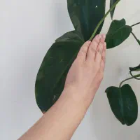 گل فیلو دندرون|گل و گیاه طبیعی|آبیک, |دیوار