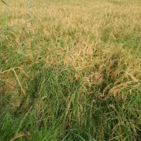 برنج هاشمی استانه اشرفیه|خوردنی و آشامیدنی|قم, پاسدار|دیوار