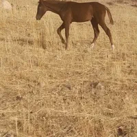 مادیان.قاطر.کره اسب.الاغ|حیوانات مزرعه|زرین آباد, |دیوار