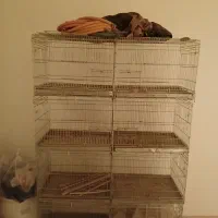 جفت خون|لوازم جانبی حیوانات|بوشهر, |دیوار