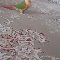 گرینجک فول اهلی|پرنده|خوی, |دیوار