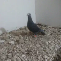 جوانه نر سوسکی بزک 500|پرنده|تربتحیدریه, میدان مرکزی|دیوار