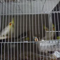 جوجه عروس هلندی|پرنده|قوچان, |دیوار