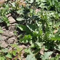 فروش زمین کشاورزی|اجارهٔ دفتر صنعتی، کشاورزی، تجاری|میاندوآب, |دیوار