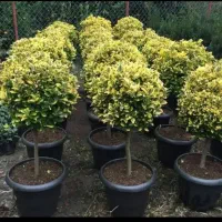 خدمات باغبانی باغچه کاری کاشت گل تعویض خاک گلدون|خدمات باغبانی و درختکاری|تهران, تهرانپارس شرقی|دیوار