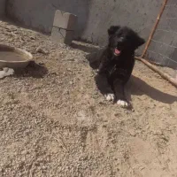 واگذاری توله نرقدرجونی