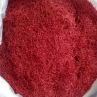 شهرکرد سنتر